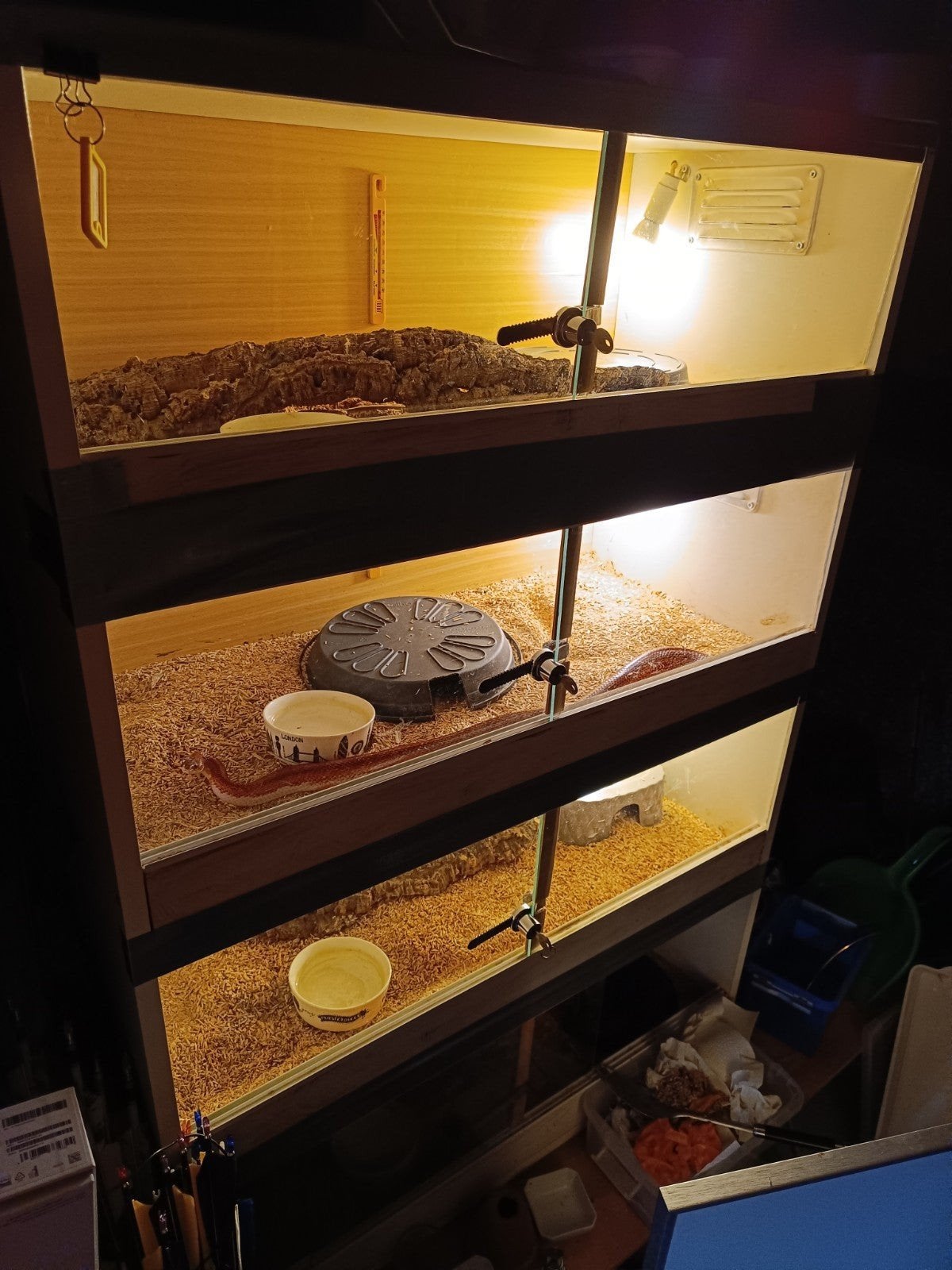 Korenslangen Corn Snake photo 4