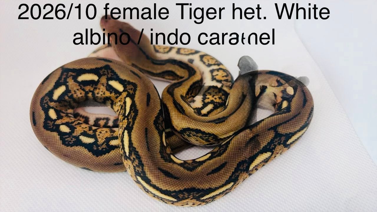 Nakweek Python Reticulatus Reticulated Python photo 6