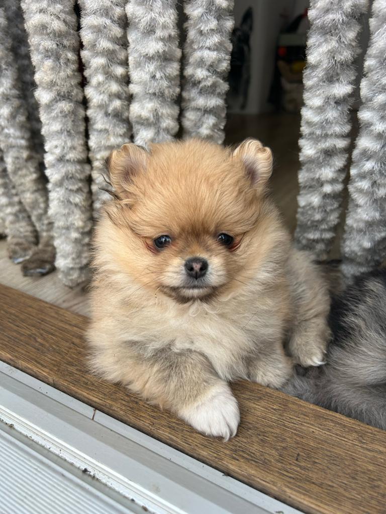 Laatste twee pomeranian/pomeriaan pups, Dieren en Toebehoren, Overige rassen, Meerdere, Meerdere dieren, Nederland