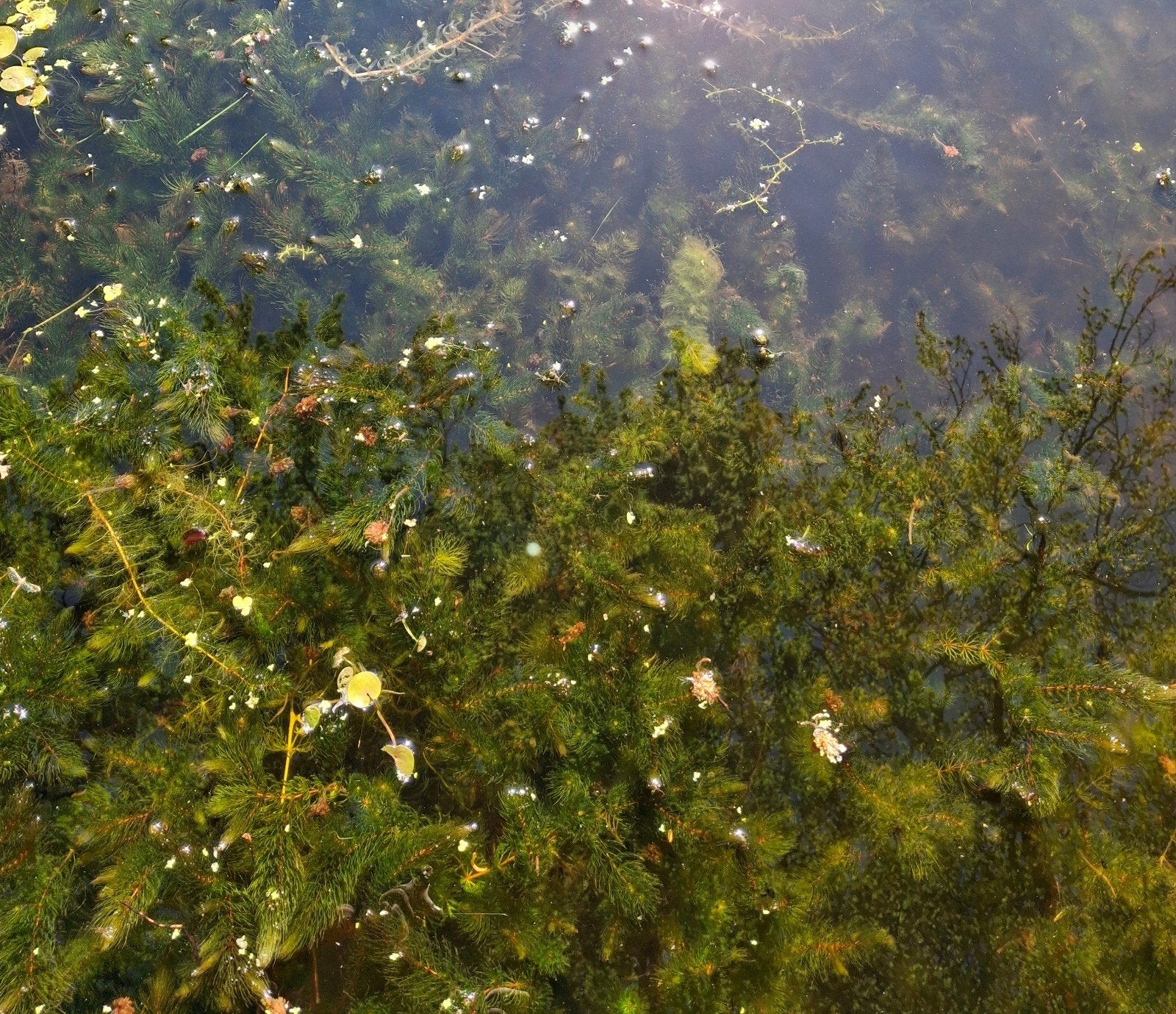 Hoornblad (Ceratophyllum demersum) - zuurstofplanten vijver, Ophalen, Nieuw