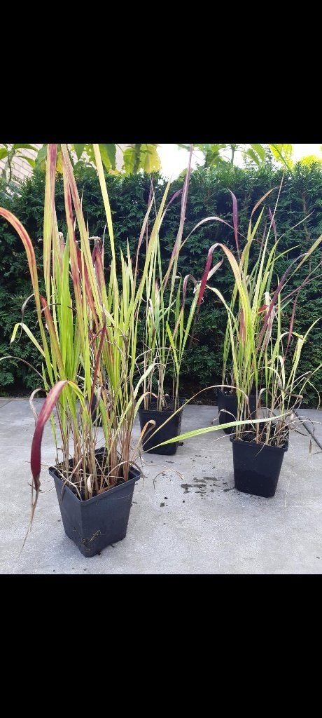 Japans bloedgras Zwarte bamboe Heuchera, Ophalen, Vaste plant, Siergrassen, Bloeit niet