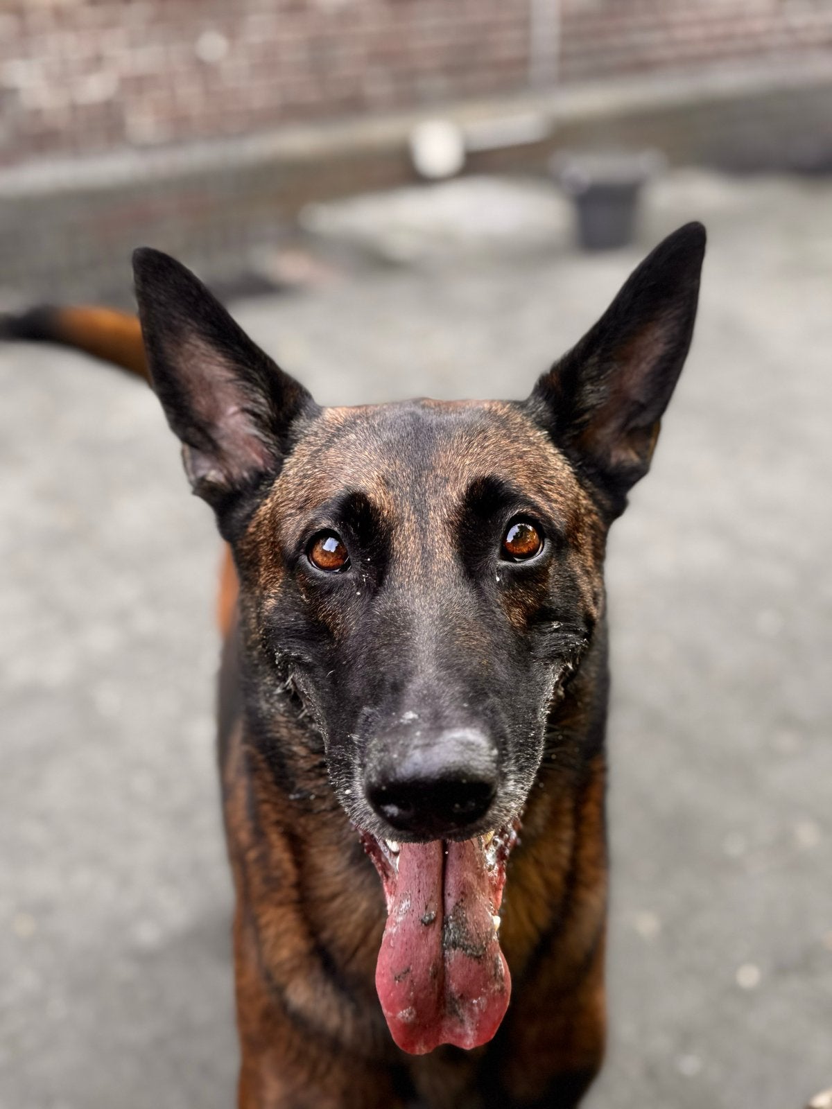 Hond te adoptie, Reu, Groot, Eén hond, CDV (hondenziekte)
