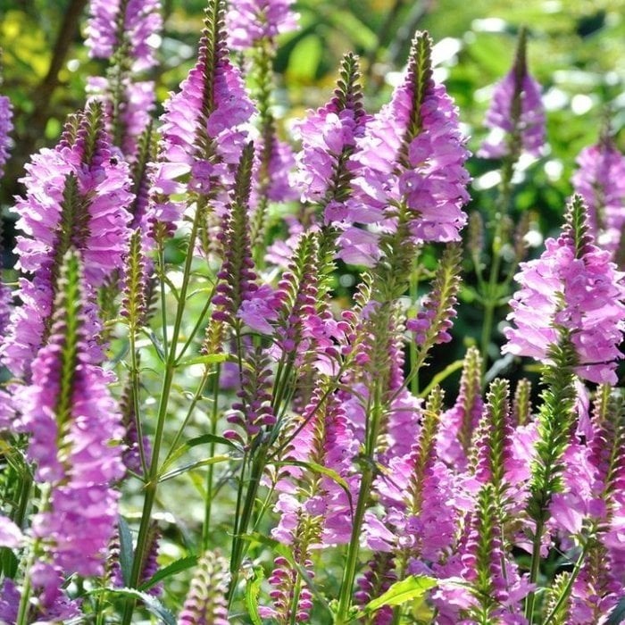 Physostegia virginiana 'Bouquet Rose' (Schanierbloem) tekoop, Ophalen, Vaste plant, Overige soorten, Volle zon