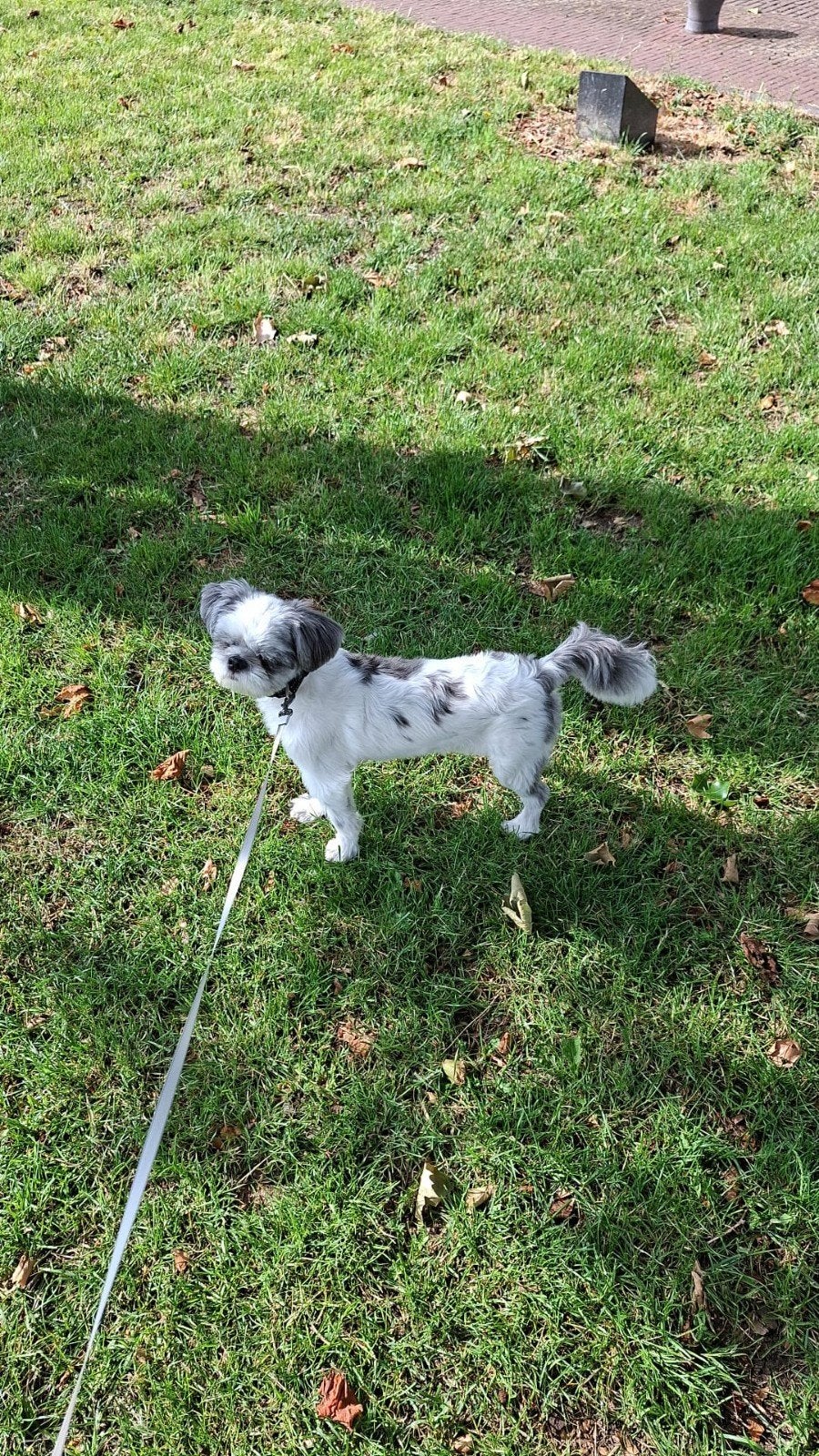 Heel lief hondje, Dieren en Toebehoren, Ophalen