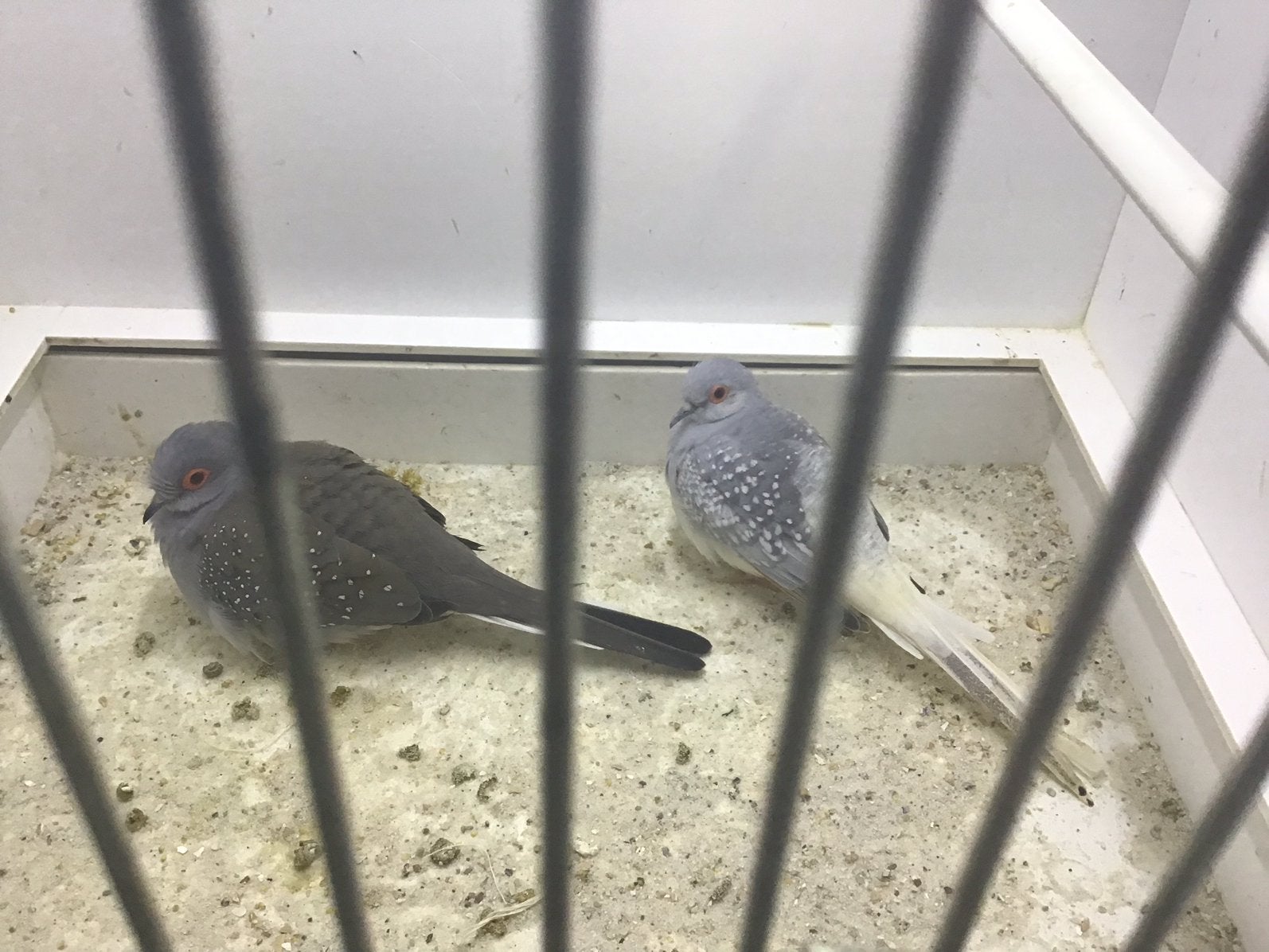 Koppel diamantduifjes, Dieren en Toebehoren, Meerdere dieren