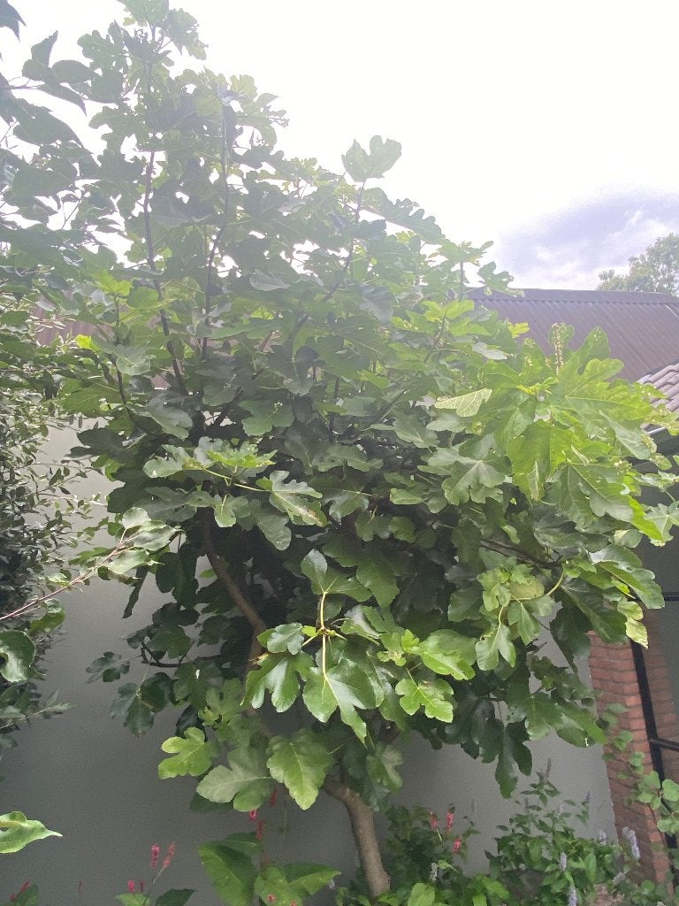 Grote vijgenboom - Ficus carica, Tuin en Terras, Ophalen, Halfschaduw, Olijfboom, 250 tot 400 cm