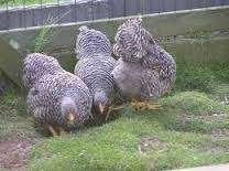 Amrock kippen..........., Vrouwelijk, Kip