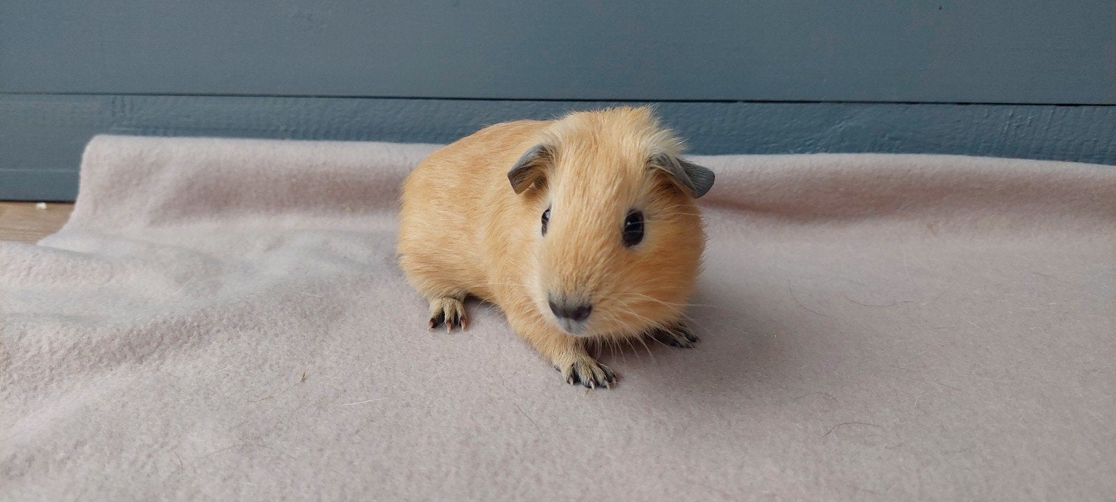 california beertje, Dieren en Toebehoren, Knaagdieren, Augustus, Mannelijk, Cavia
