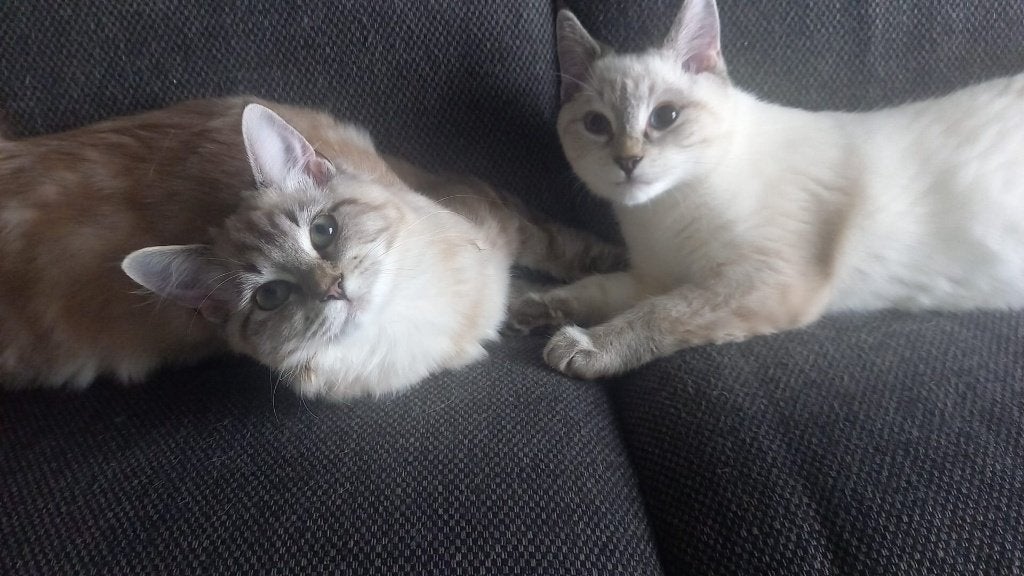 Lieve Ragdoll-katten zoeken samen een nieuw thuis, Dieren en Toebehoren, Meerdere dieren, Ontwormd, 0 tot 2 jaar