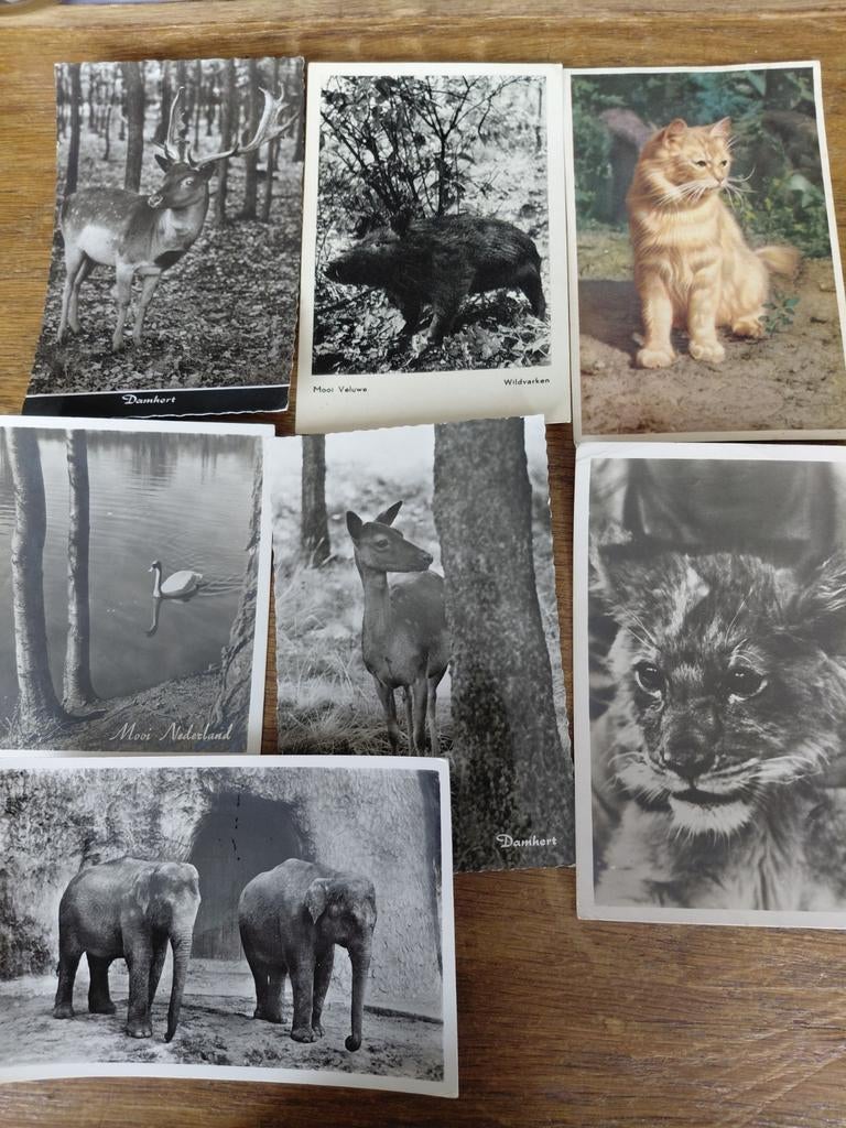 7 dierenkaarten vanaf 1960, Verzamelen, Ophalen of Verzenden, Gebruikt, Beeldje of Figuurtje
