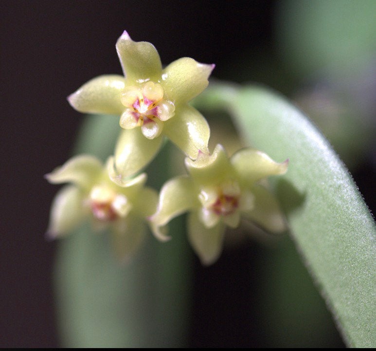 Hoya burmanica, Huis en Inrichting, Kamerplanten, Ophalen of Verzenden, Halfschaduw, Minder dan 100 cm