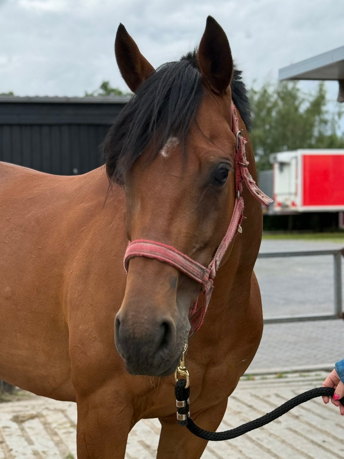 Knappe merrie, Dieren en Toebehoren, Paarden, Merrie, Met stamboom, Zadelmak, 7 tot 10 jaar
