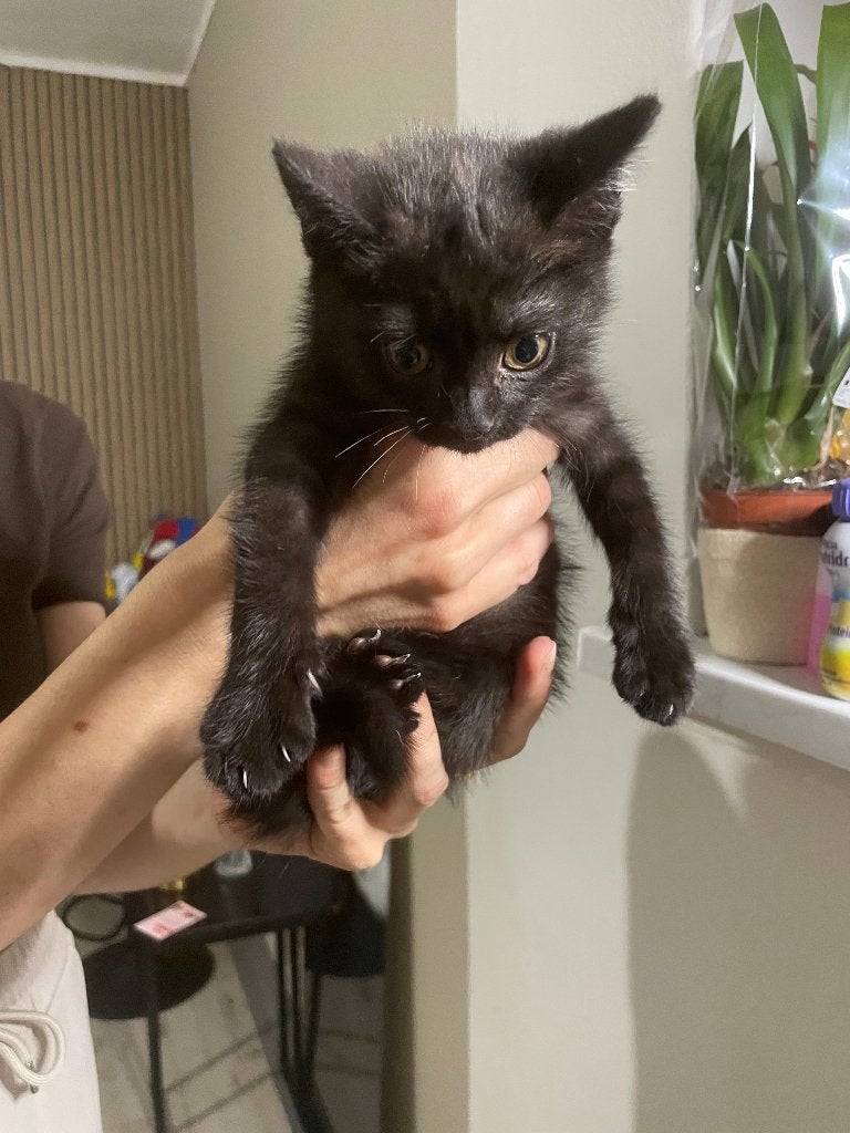 MOET SNEL WEG! Kitten Britse korthaar, Meerdere dieren, Ontwormd