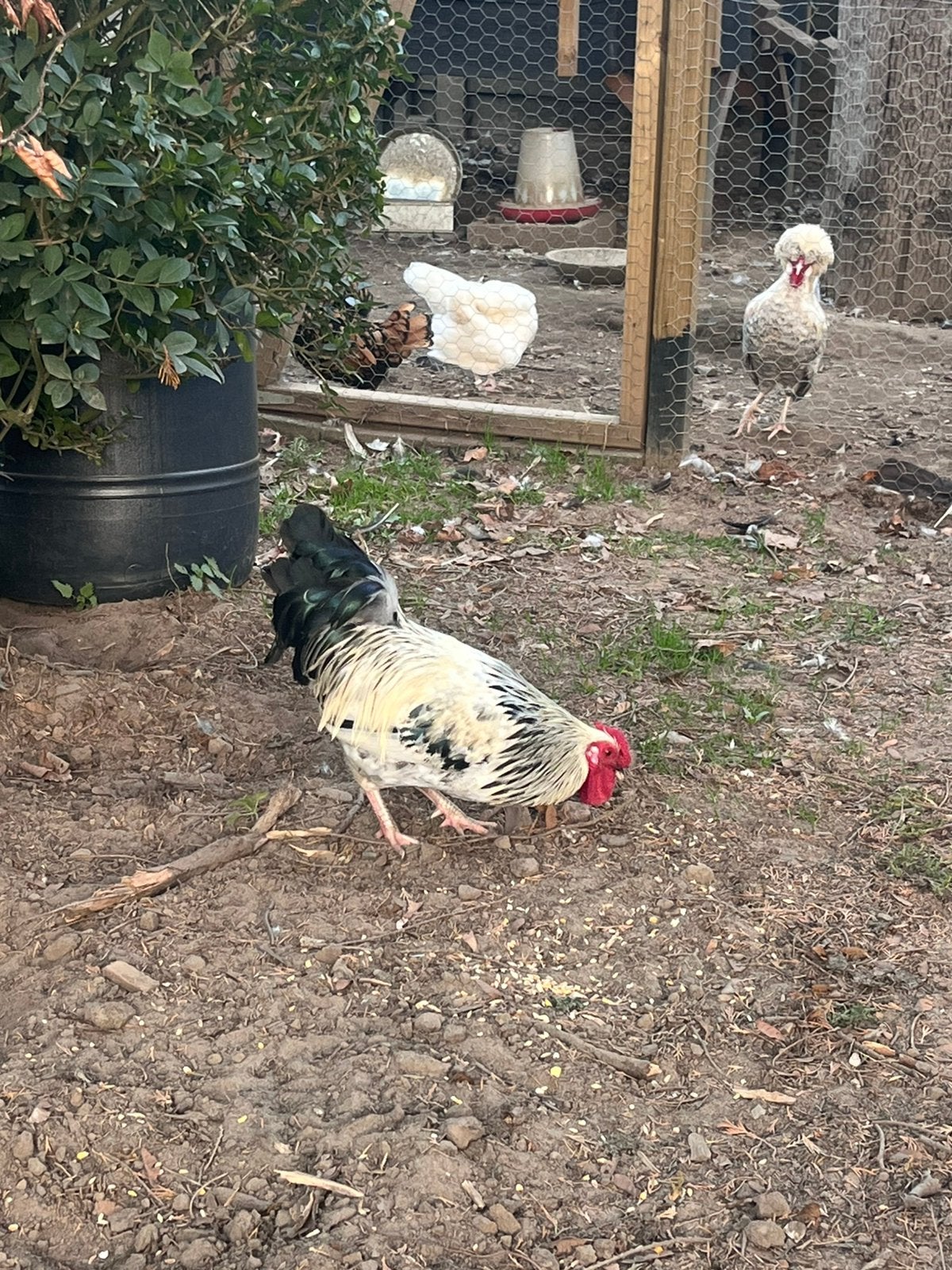 Witte haan, Dieren en Toebehoren, Mannelijk, Kip