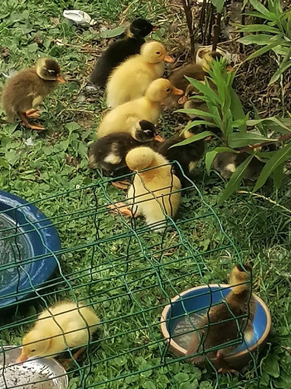 Loopeend flessen eend natuurbroed, 4 juli geboren, Dieren en Toebehoren, Geslacht onbekend