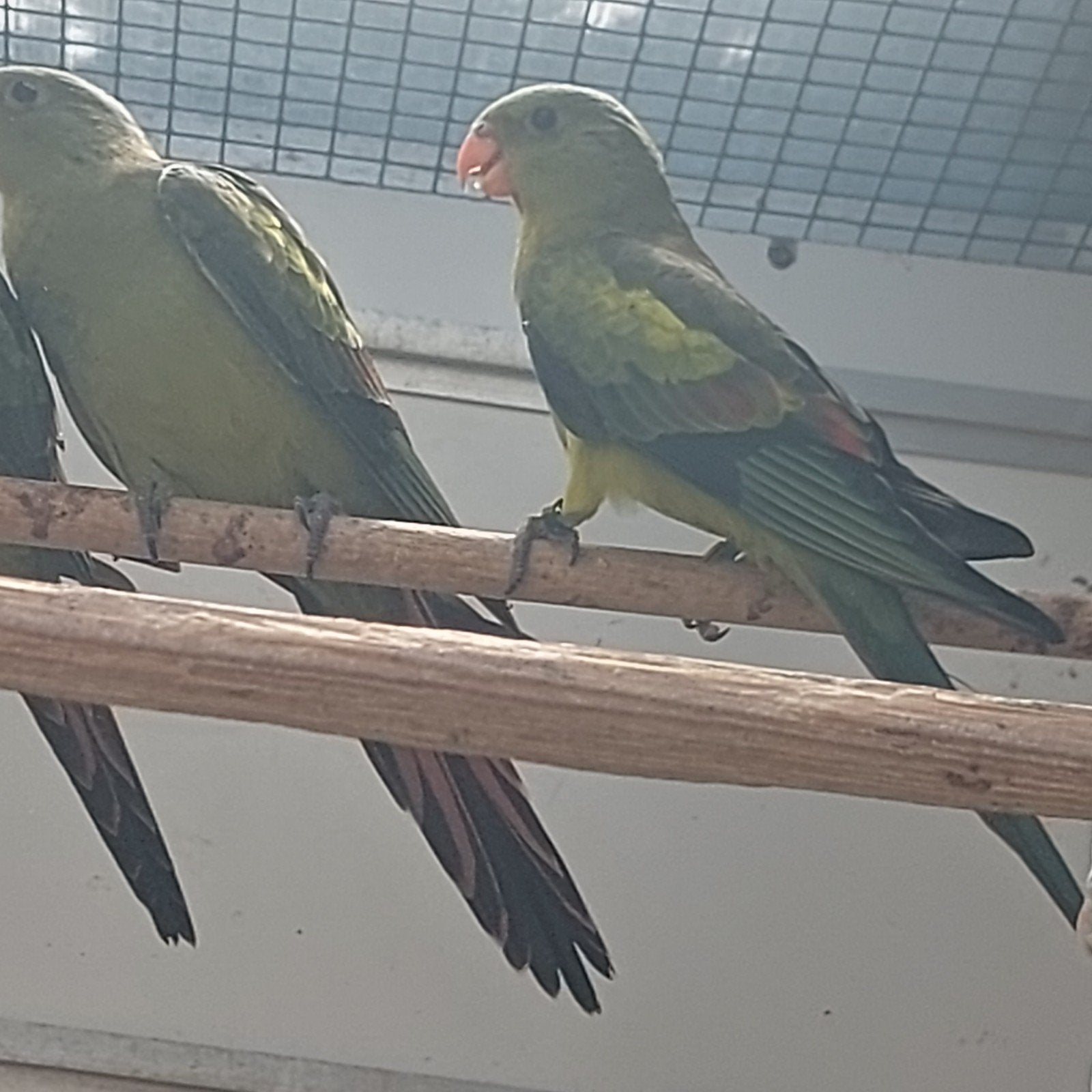 2 jonge bergparkieten, Dieren en Toebehoren, Meerdere dieren, Parkiet, Geringd