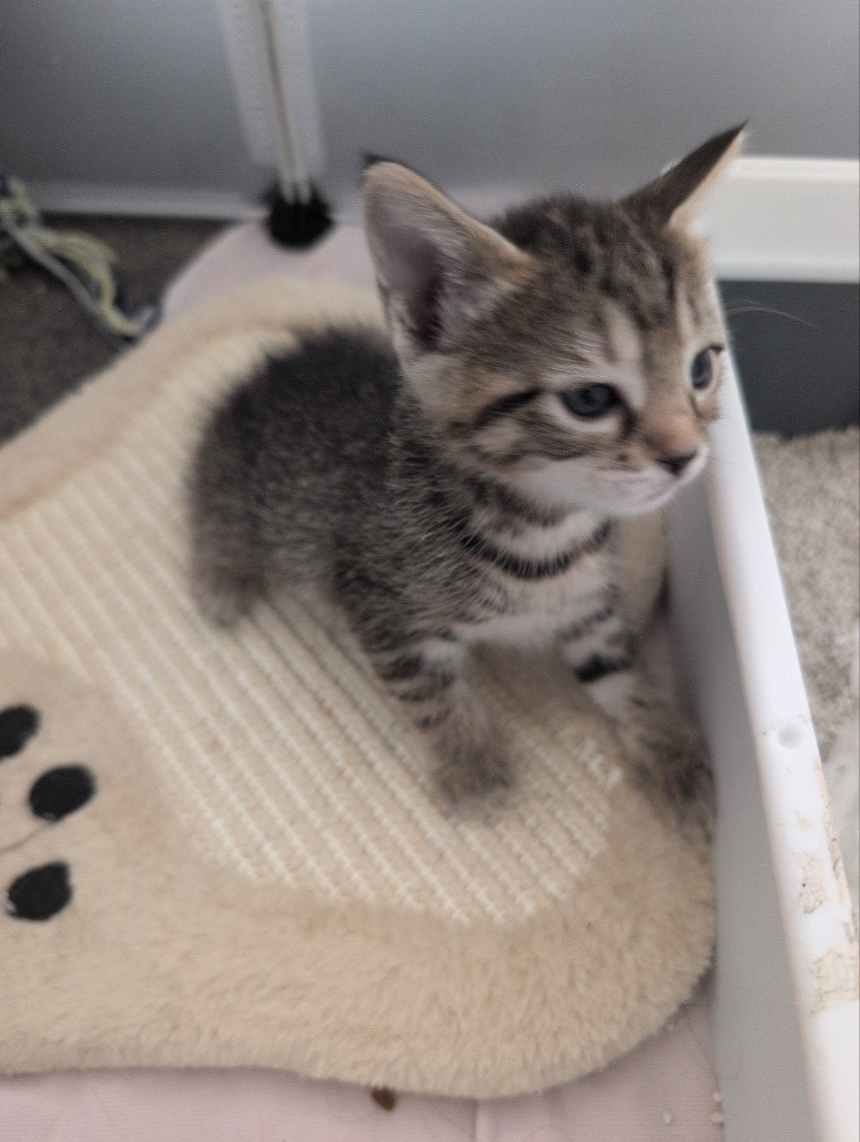 prachtige kitten, Dieren en Toebehoren, Meerdere dieren