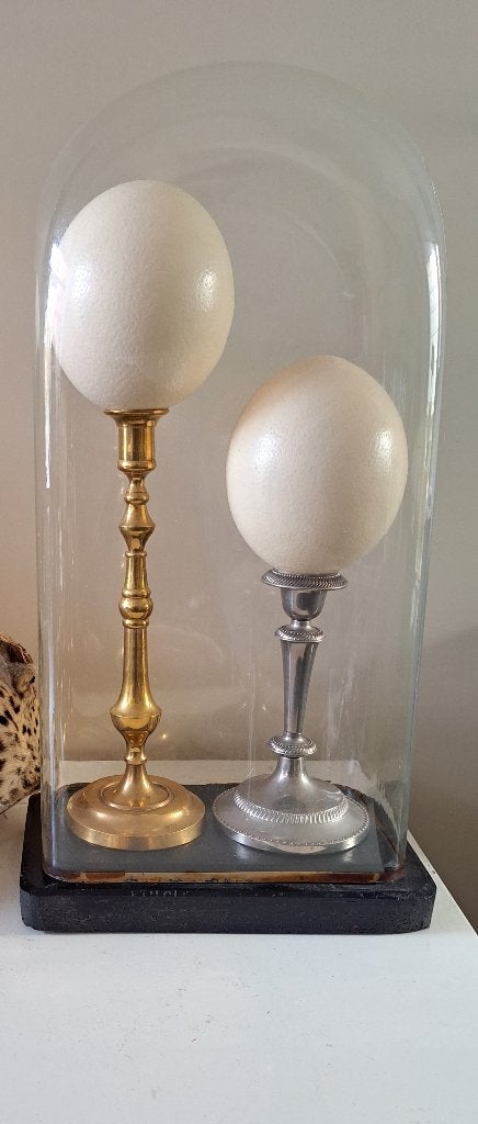 diverse opgezette dieren eieren anatomische modelen, Ophalen of Verzenden, Gebruikt, Wild dier, Opgezet dier