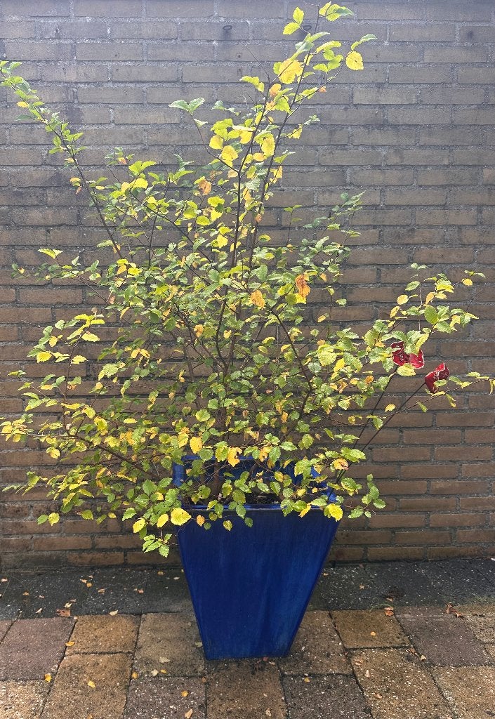 plantenbak, Ophalen, Steen, Vierkant, Zo goed als nieuw