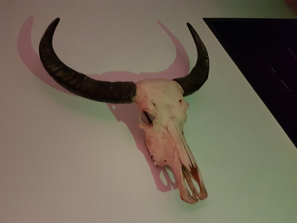 buffel kop, Ophalen, Gebruikt, 80 cm, Decoratieobject