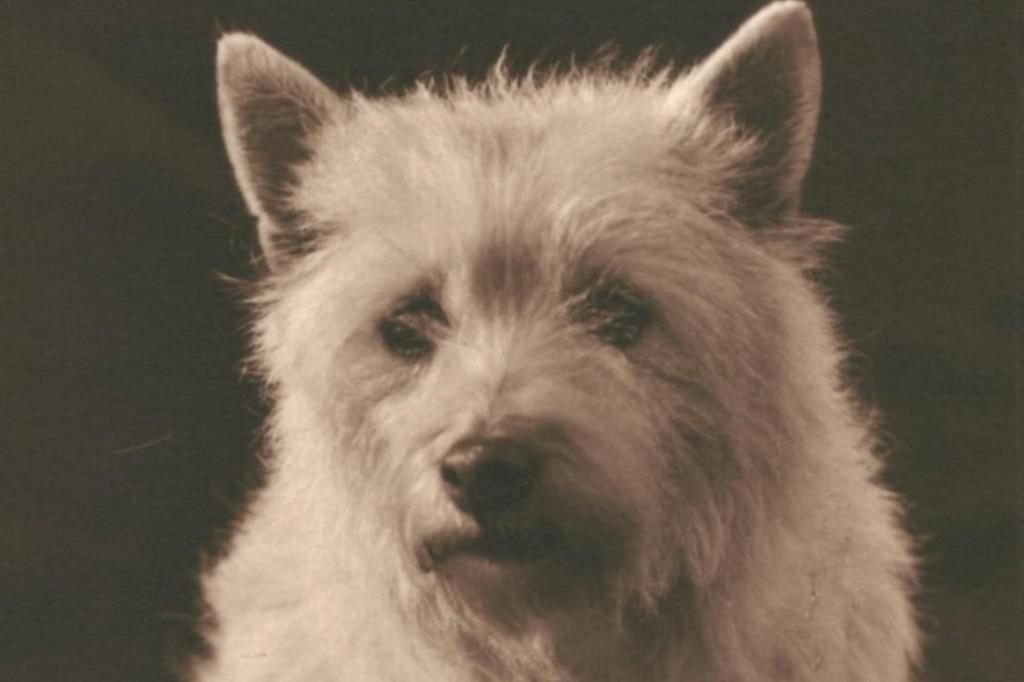967402	Oude ansichtkaart	Hond	Hondje	West highland, Ophalen of Verzenden, 1920 tot 1940, Ongelopen, Hond of Kat