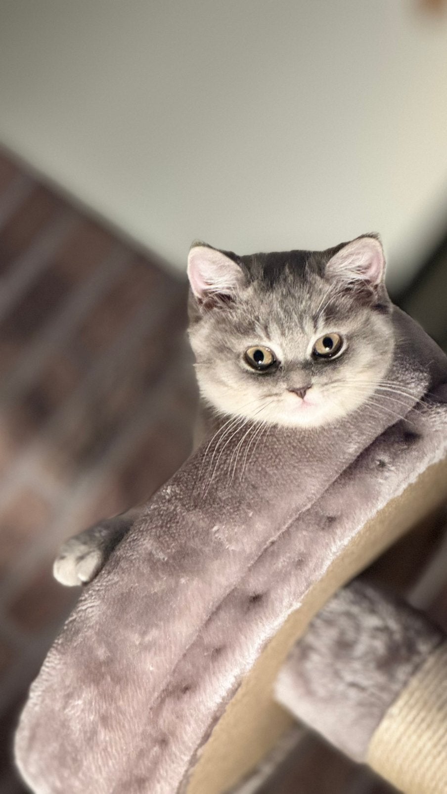 Brits korthaar, Dieren en Toebehoren, Kater, Ontwormd, 0 tot 2 jaar