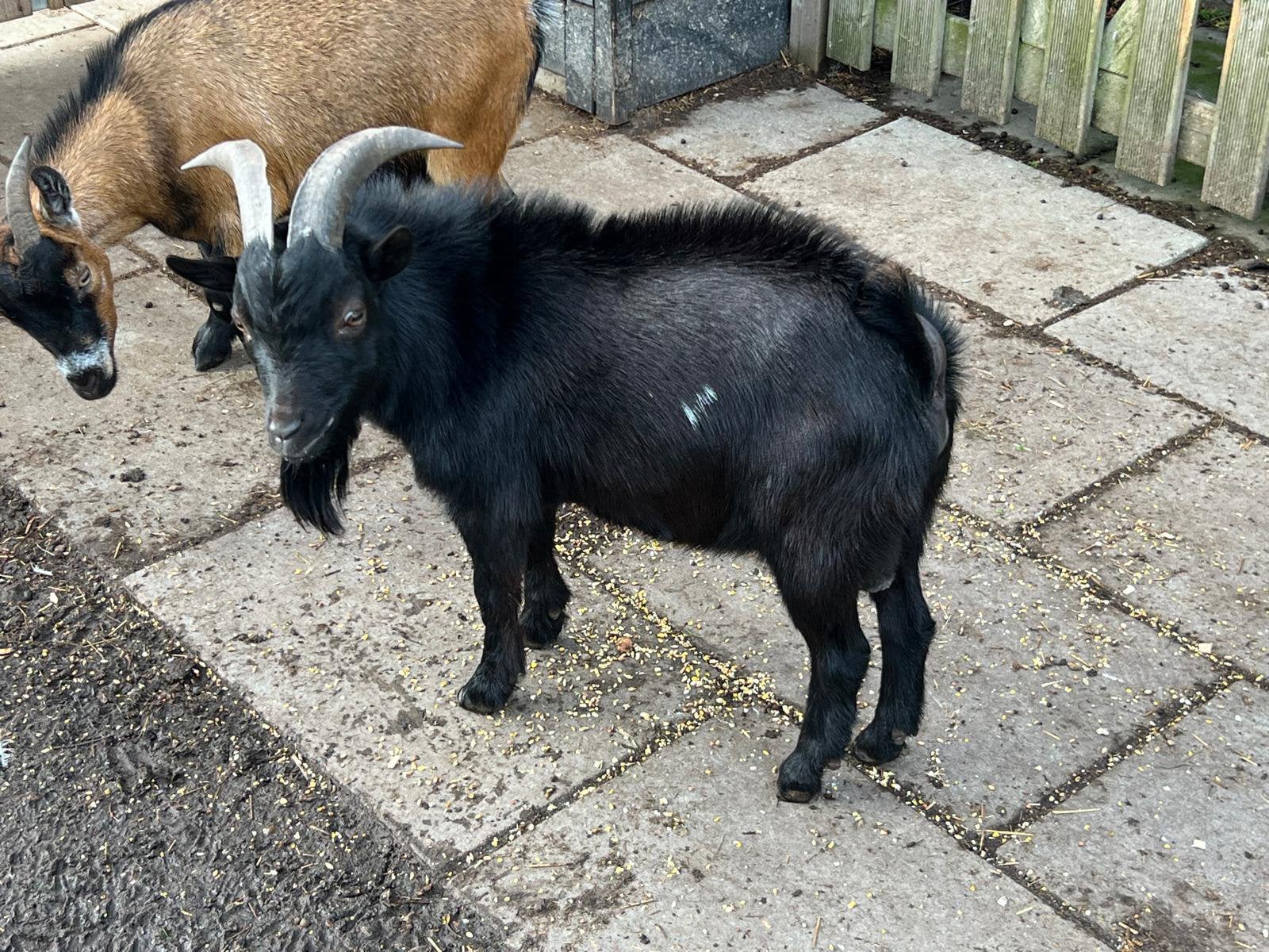 Dwerggeit tamme bok, Dieren en Toebehoren, Mannelijk, Geit