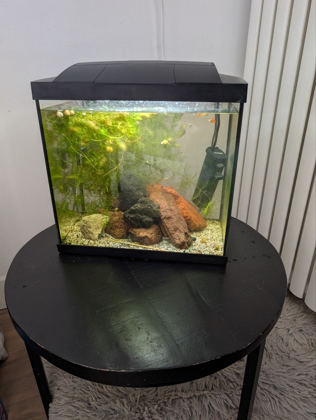 klein aquarium, Ophalen, Superfish