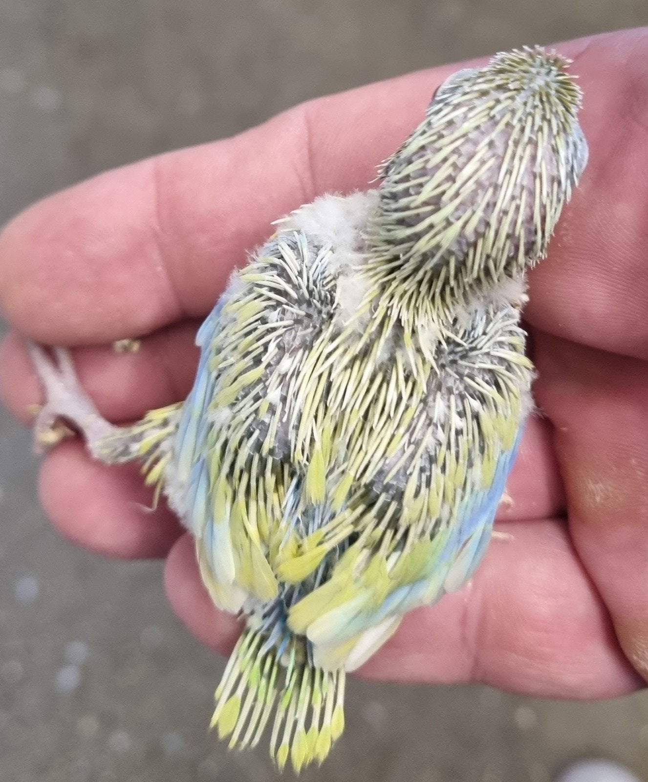 4 jonge baby forpussen, allen gereserveerd, Meerdere dieren, Dwergpapegaai of Agapornis, Geringd