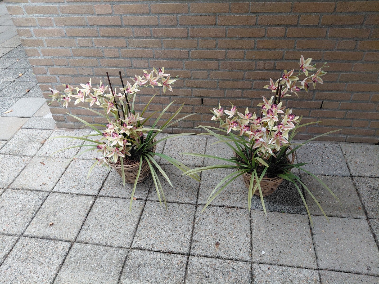 kunst orchideeën, Ophalen, Overige soorten, Volle zon