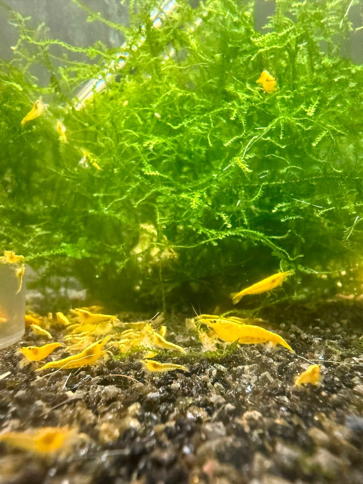 Neocaridina Garnaal Yellow Stripe, Kreeft, Krab of Garnaal