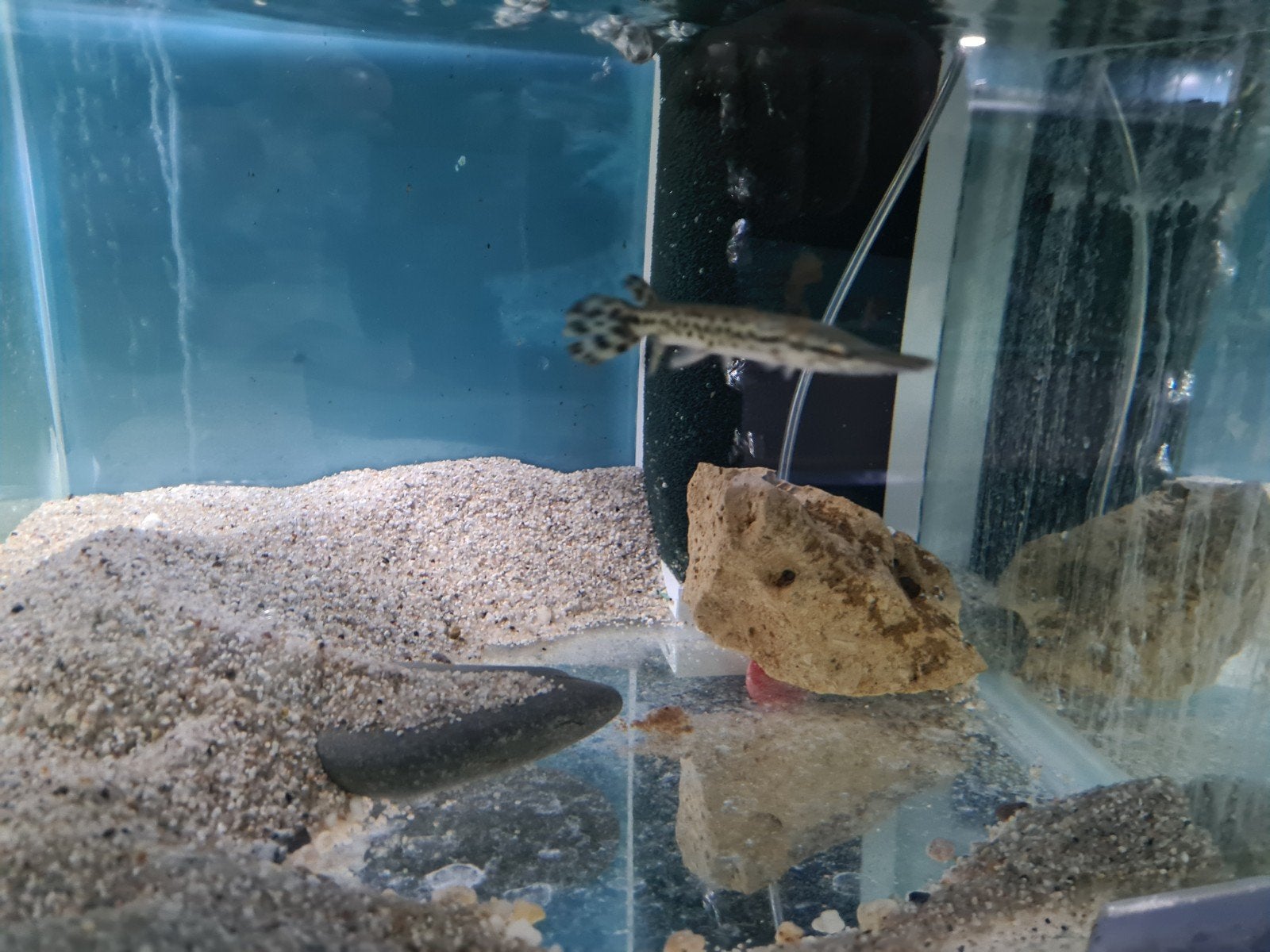 Alligator Gar, Atractosteus Spatula, Beensnoek, Vis, Zoetwatervis