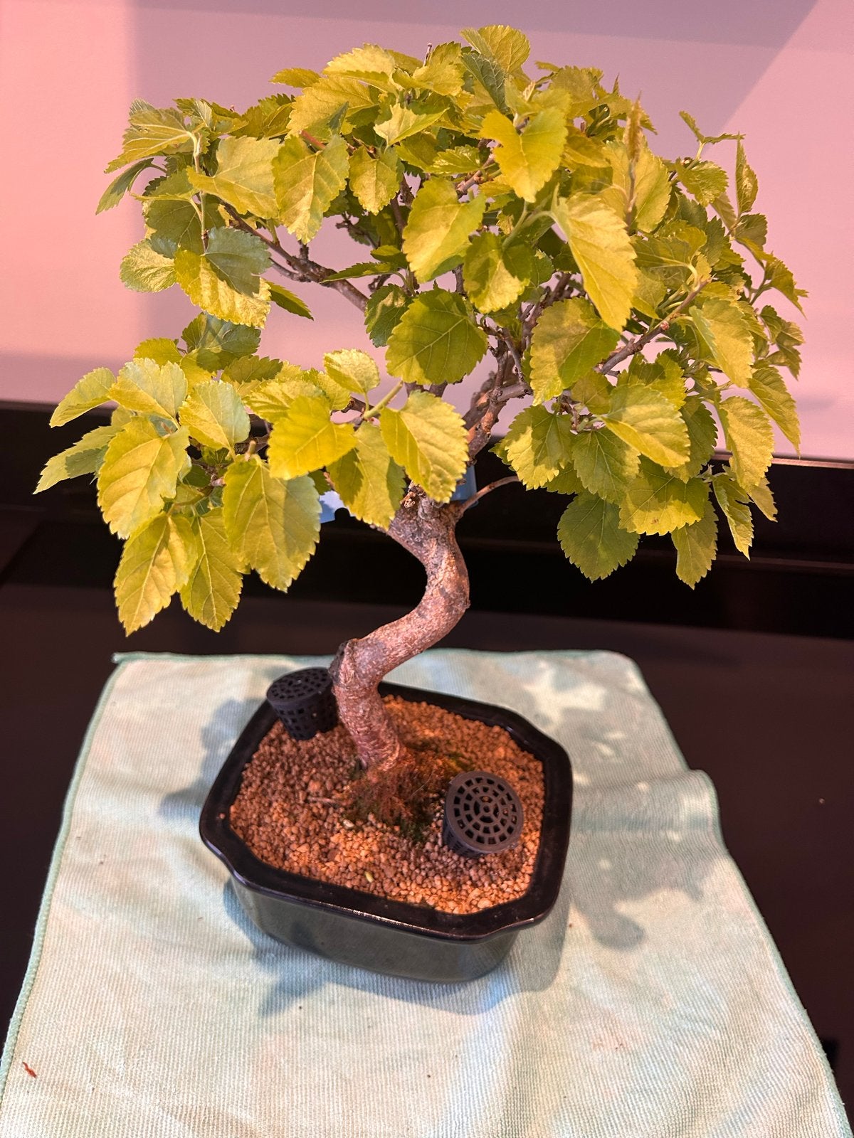 Mooie Bonsai Moerbei (Morus) - Uniek exemplaar, Volle zon, Vaste plant, Lente, Ophalen