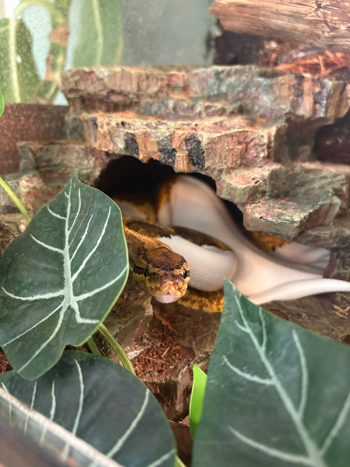 Koningspython incl terrarium Ball Python photo 5