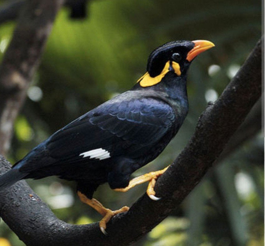 te koop koppel middel beo. Gracula religiosa intermedia, Dieren en Toebehoren, Vogels | Overige Vogels, Meerdere dieren, Tropenvogel