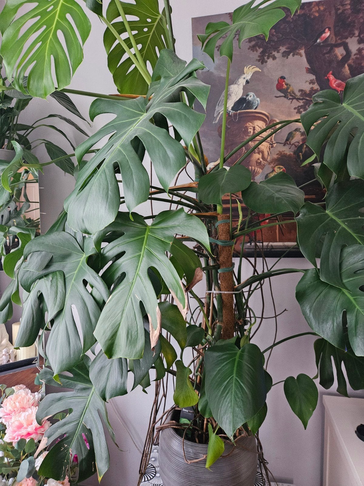 Monsterplant, Ophalen, Volle zon, Overige soorten
