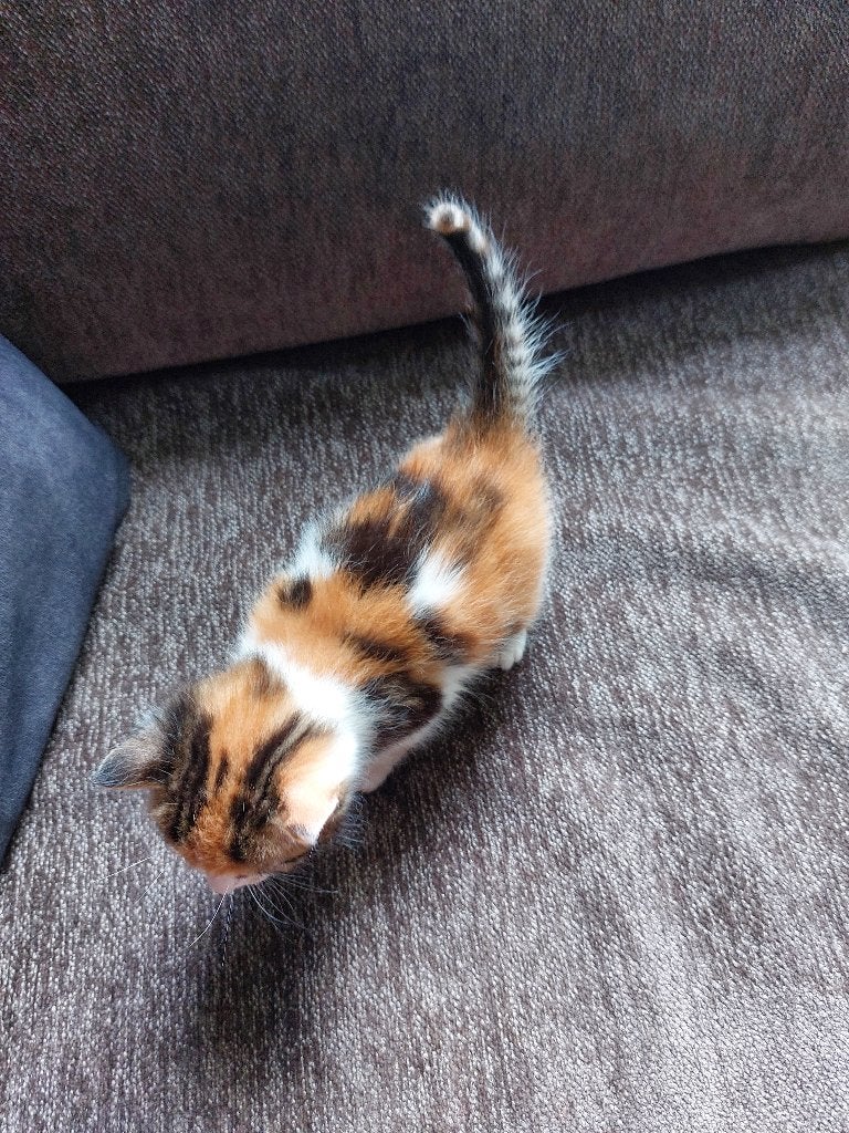 Prachtige kittens te koop, Poes, Kortharig, 0 tot 2 jaar