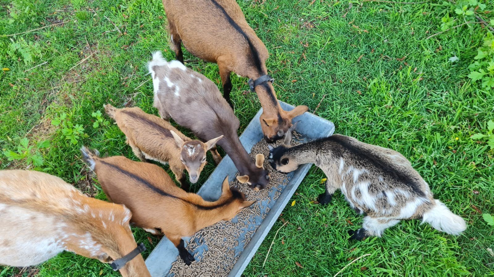2 stuks jonge geitenbokjes bonte geit, Dieren en Toebehoren, Mannelijk, Geit, 0 tot 2 jaar