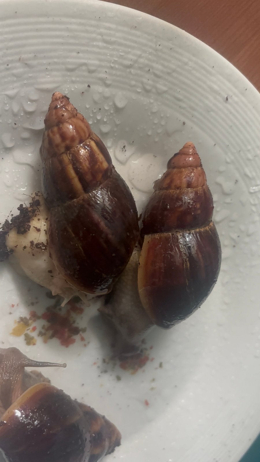 Collectie Lissachatina Fulica te koop-, Dieren en Toebehoren, Amfibie, 0 tot 2 jaar