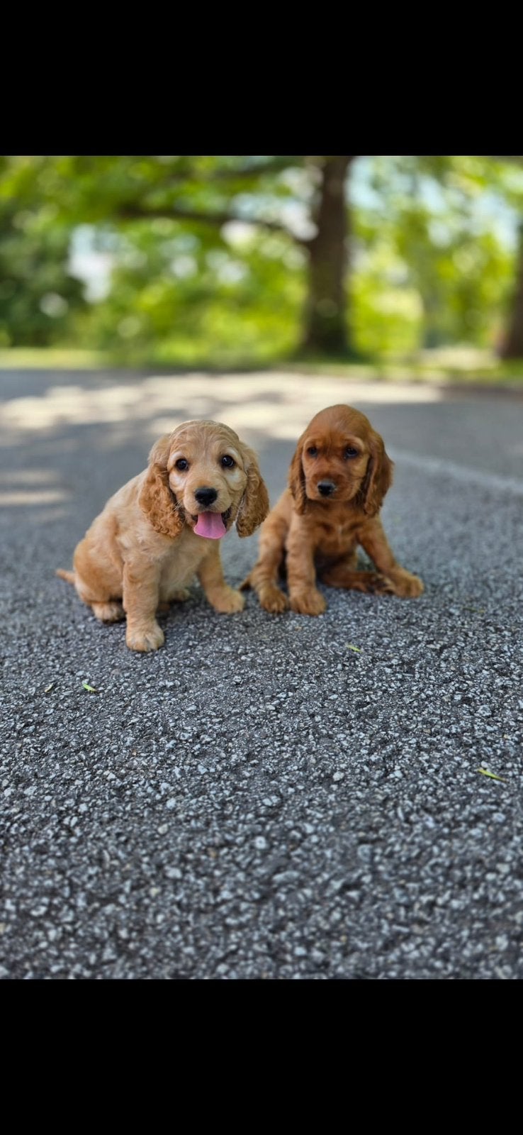 Engelse cockerspaniel pups, Parvo, 15 weken tot 1 jaar, Meerdere, Meerdere dieren
