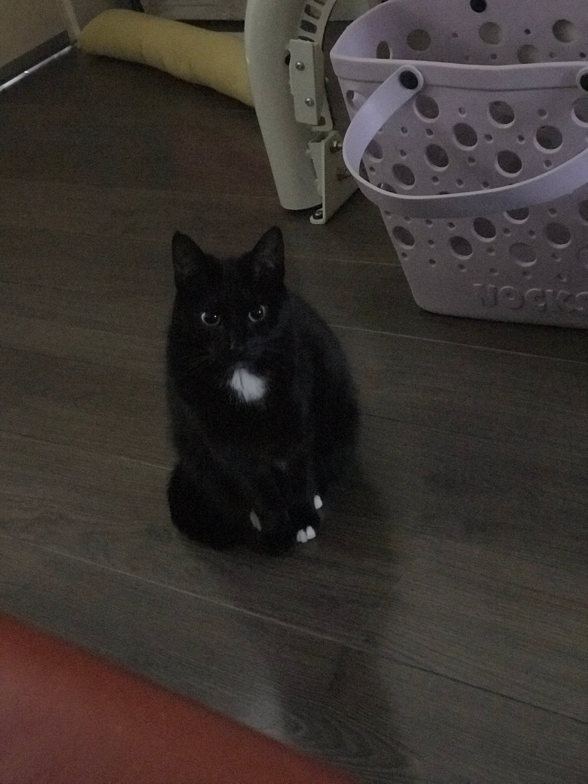 Poes 7 jaar zoekt nieuw huis, Poes, Kortharig, 6 jaar of ouder
