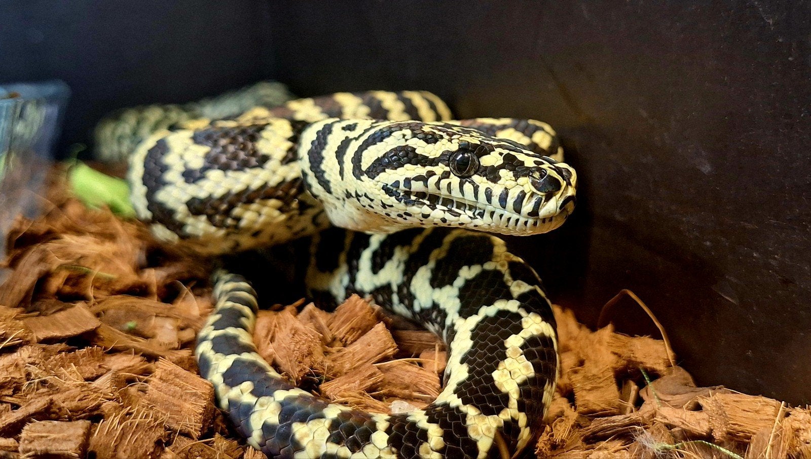 morelia spilota cheynei Carpet Python photo 2