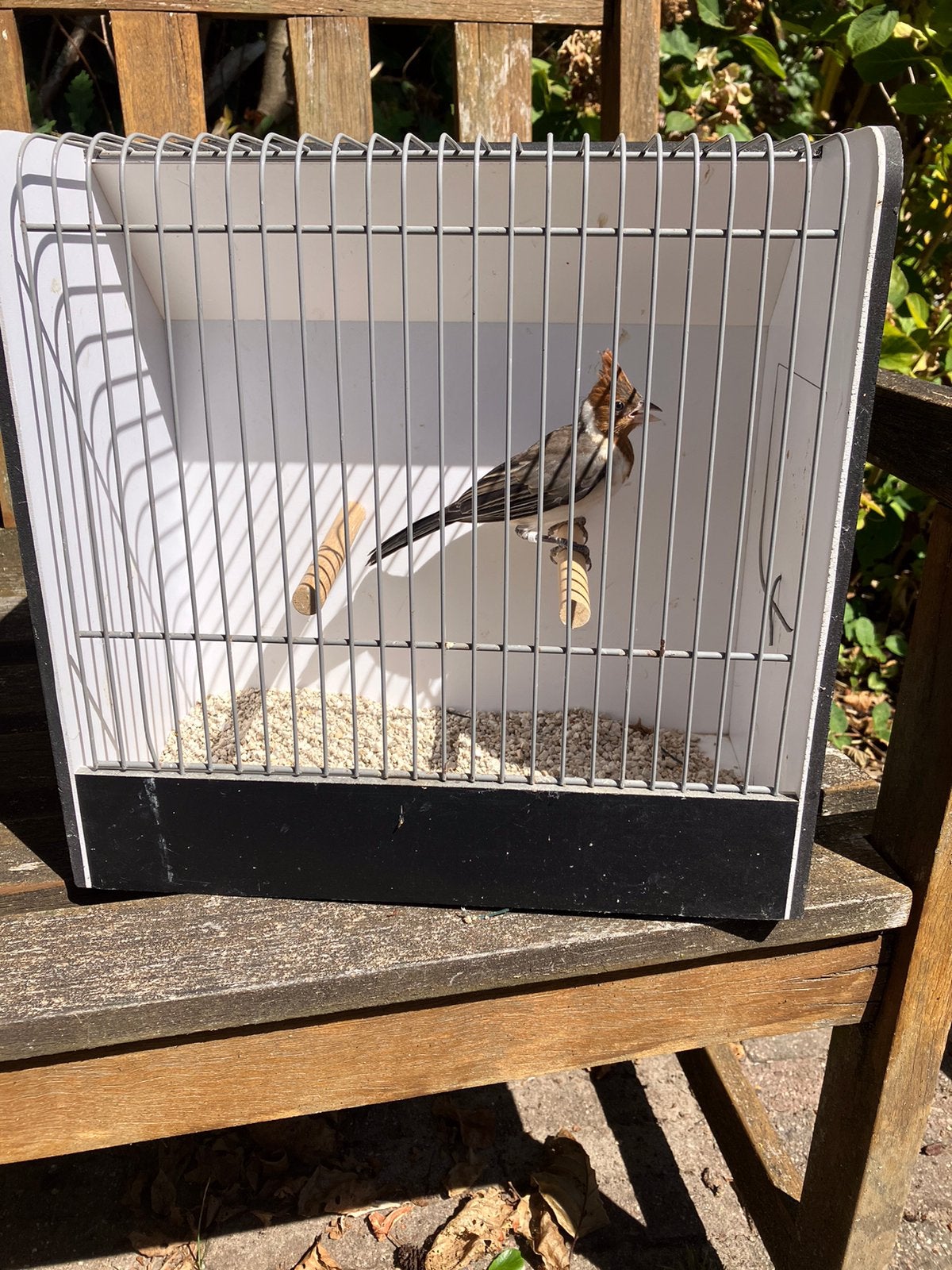 Roodkuifkardinaal 0-1, Dieren en Toebehoren, Vogels | Overige Vogels, Vrouwelijk, Tropenvogel, Geringd