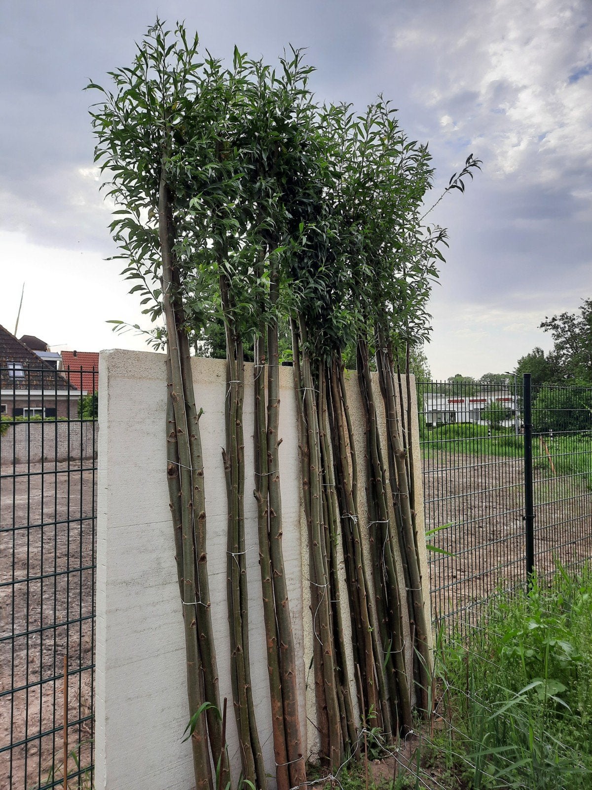 30 Knotwilgen 2.80m hoog - Nieuw gekweekt, Tuin en Terras, Planten | Bomen, Ophalen, Overige soorten, 250 tot 400 cm