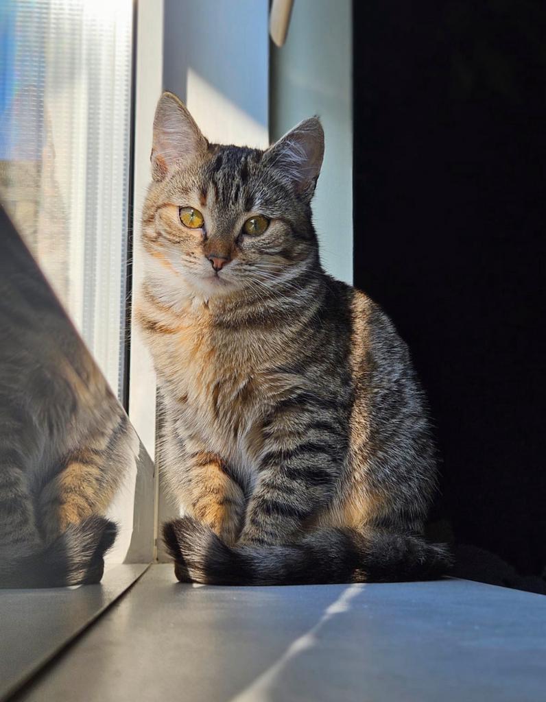Leuke jonge poes te koop!, Dieren en Toebehoren, Poes, Ingeënt, 0 tot 2 jaar