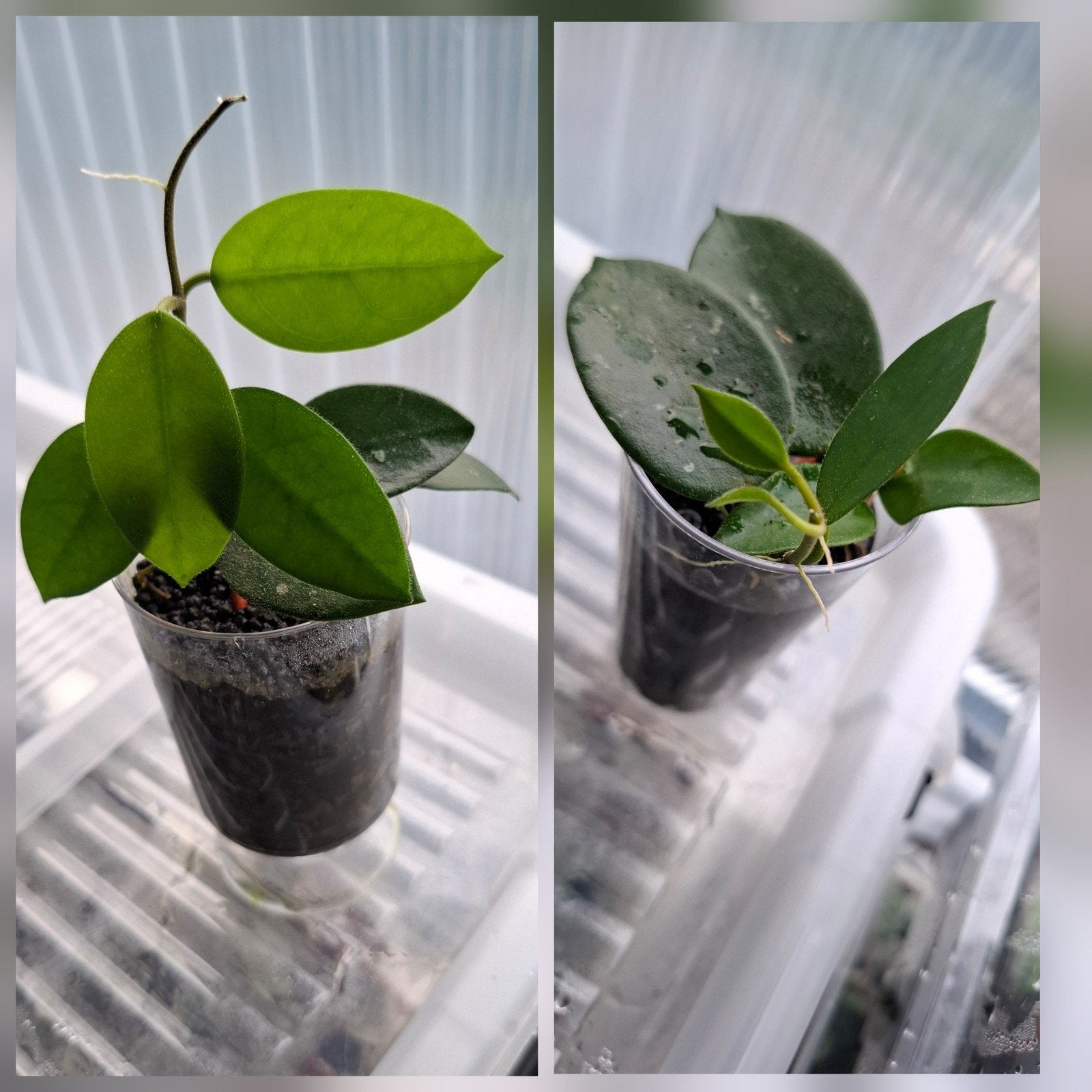 Hoya Chouke stekjes geworteld met groeipunt x2 st, Huis en Inrichting, Overige soorten, Minder dan 100 cm, Bloeiende kamerplant