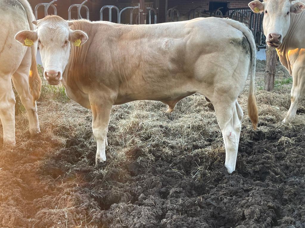 Blonde aquitaine stiertje, Mannelijk