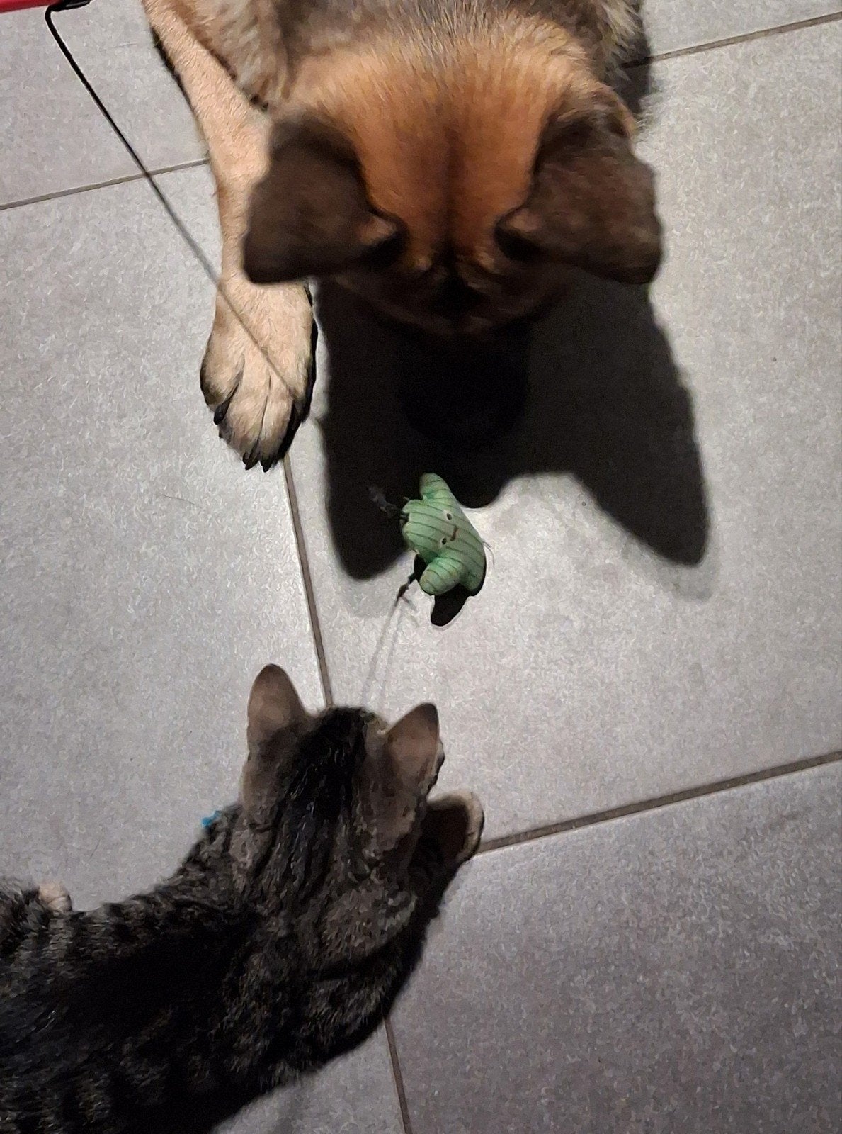 Lieve,moooie kitten( moeder kruising pers/siamees), Meerdere dieren, Ontwormd