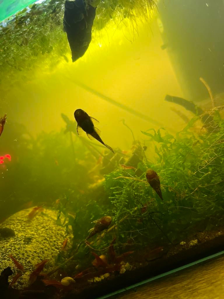 Baby borstelkopjes ancistrus, Dieren en Toebehoren, Vissen | Aquariumvissen, Vis