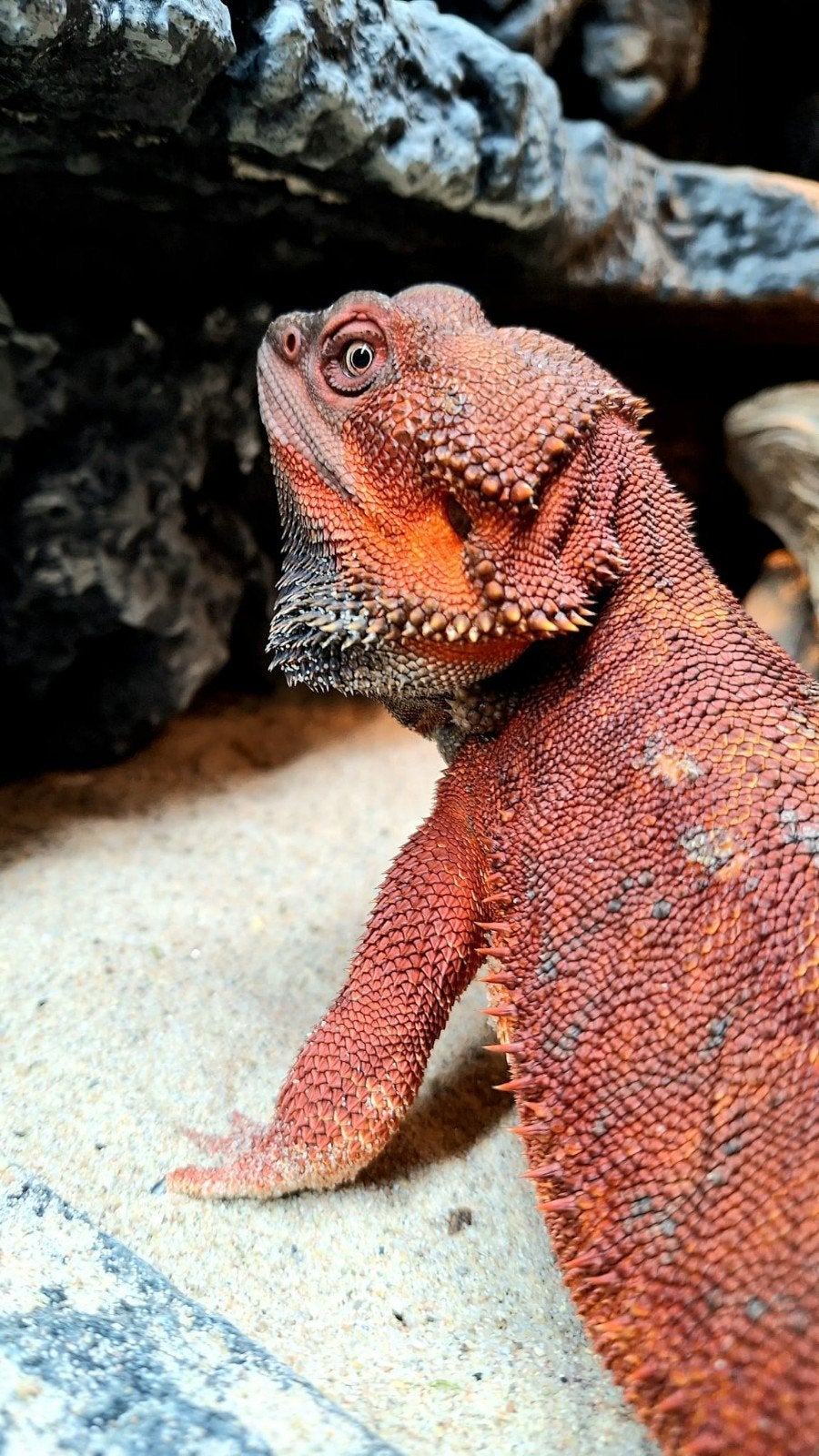 100% Red Monster Leatherback Baardagaam Man Bearded Dragon photo 10